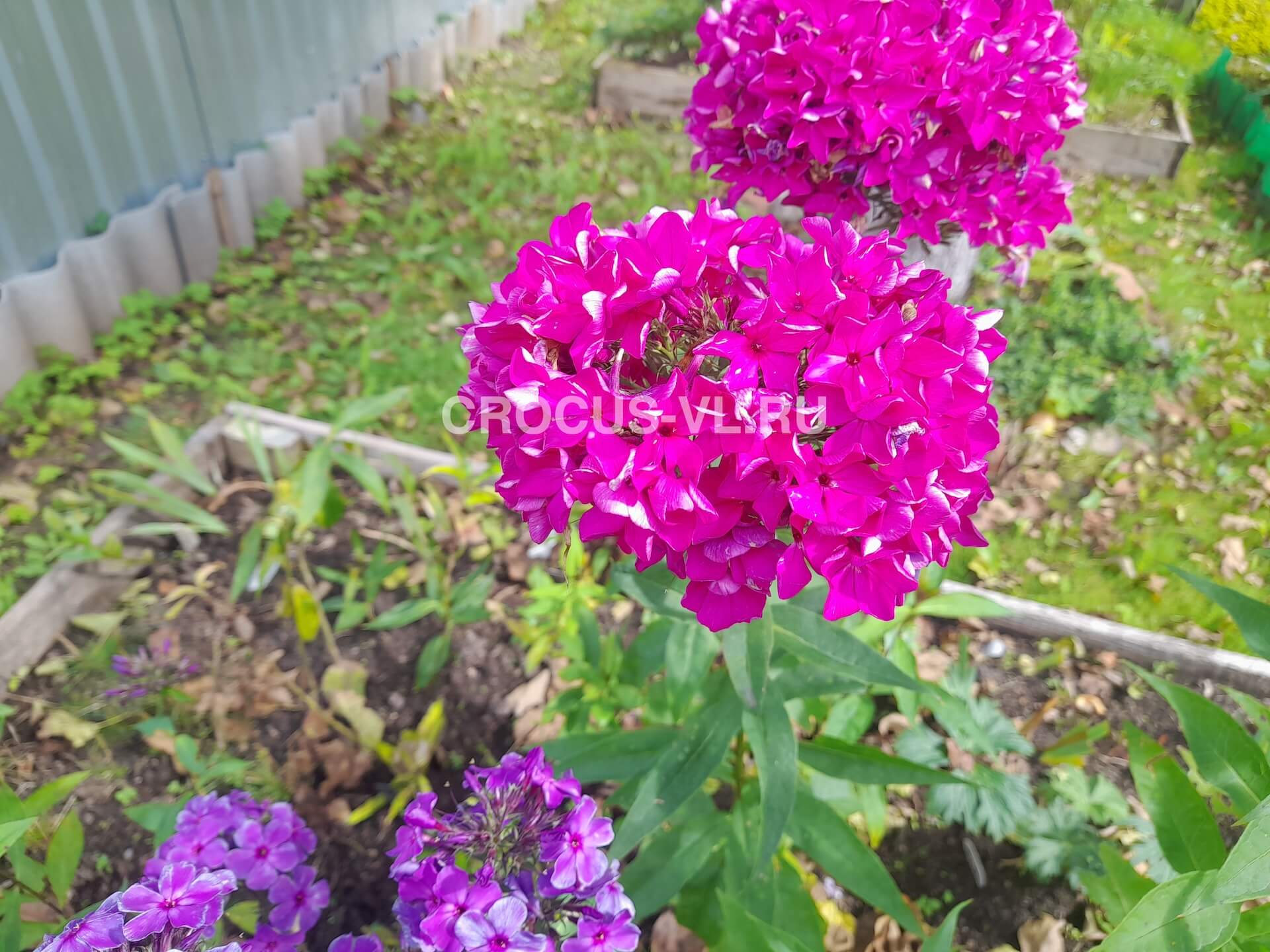 Флокс метельчатый «Пурпурная Вуаль»